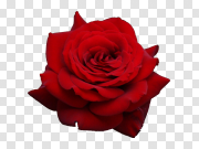 Red rose png image, free picture download 红玫瑰png图片，免费图片下载 PNG图片