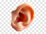 Ear PNG 耳朵PNG PNG图片