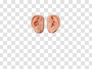 Ear PNG 耳朵PNG PNG图片