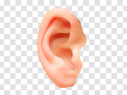 Ear PNG 耳朵PNG PNG图片