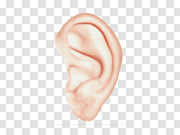 Ear PNG image 耳朵PNG图像 PNG图片