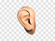 Ear PNG 耳朵PNG PNG图片