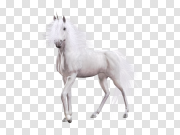 Unicorn PNG 独角兽PNG PNG图片