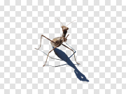  螳螂PNGPNG图片 Mantis PNG 