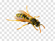 Wasp PNG 黄蜂PNG PNG图片