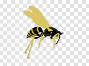 Wasp PNG 黄蜂PNG PNG图片