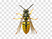 Wasp PNG 黄蜂PNG PNG图片