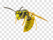 Wasp PNG 黄蜂PNG PNG图片