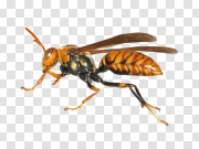 Wasp PNG 黄蜂PNG PNG图片