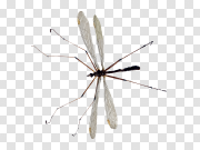 Mosquito PNG 蚊子PNG PNG图片