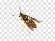 Wasp PNG 黄蜂PNG PNG图片