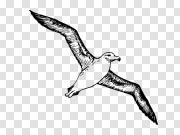 Albatross PNG Image Background 信天翁PNG图像背景 PNG图片