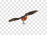 American Robin PNG Image Background 美国罗宾PNG图像背景 PNG图片