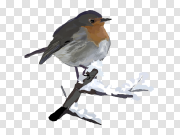 American Robin PNG Pic 美国罗宾图片 PNG图片