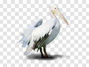 Albatross Transparent Image 信天翁透明图像 PNG图片