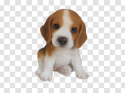 Beagle PNG Background Image 比格犬PNG背景图片 PNG图片