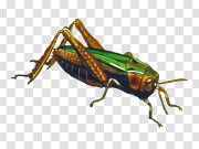 Grasshopper PNG Picture 蚱蜢PNG图片 PNG图片