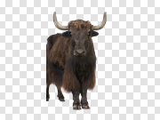 Yak PNG Image 牦牛PNG图片 PNG图片