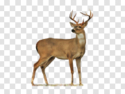 Barasingha Deer Transparent Image 巴拉辛哈鹿透明图片 PNG图片