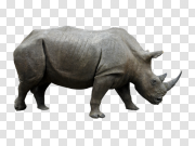 Rhinoceros PNG Transparent Image 犀牛PNG透明图像 PNG图片