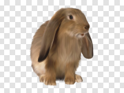 Brown Rabbit PNG Free Download 棕色兔子PNG免费下载 PNG图片
