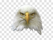 Eagle Head PNG Image 鹰头PNG图片 PNG图片