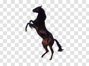 Horse PNG Free Download 马PNG免费下载 PNG图片