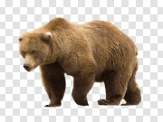 Bear PNG Transparent Image 带PNG透明图像 PNG图片