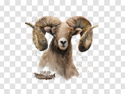 Bighorn Sheep PNG Free Download 大角羊PNG免费下载 PNG图片