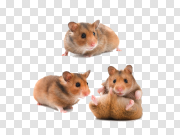 Hamster PNG Download Image 仓鼠PNG下载图片 PNG图片