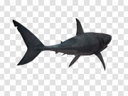 Shark Free PNG Image 无鲨鱼PNG图像 PNG图片