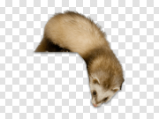 Ferret Transparent Image 雪貂透明图像 PNG图片