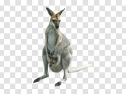  袋鼠PNG图片PNG图片 Kangaroo PNG Image 