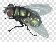 Fly Transparent Images 飞行透明图像 PNG图片