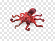 Octopus Transparent Image 章鱼透明图像 PNG图片