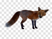 Red Fox Free PNG Image 赤狐免费PNG图片 PNG图片