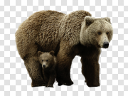 Bear PNG Picture 熊PNG图片 PNG图片