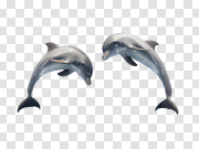 Cute Jumping Dolphin PNG Download Image 可爱的跳跃海豚PNG下载图片 PNG图片