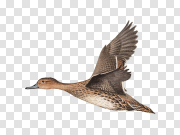 Northern Pintail PNG High-Quality Image 北细尾PNG高质量图像 PNG图片