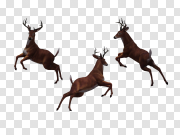 Barasingha Deer Free PNG Image 巴拉辛哈鹿免费PNG图片 PNG图片