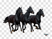 Horse PNG Download Image 马PNG下载图片 PNG图片