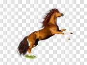 Horse PNG Image with Transparent Background 背景透明的马PNG图像 PNG图片