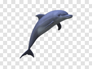 Dolphin Free PNG Image 海豚免费PNG图片 PNG图片