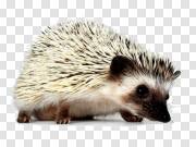 Hedgehog PNG Pic 刺猬PNG图片 PNG图片