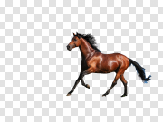 Wild Brown Horse Free PNG Image 野生棕马免费PNG图片 PNG图片