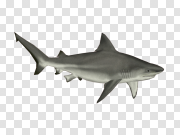 Shark PNG Image Background Shark PNG图像背景 PNG图片