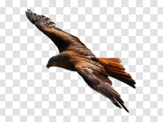 Eagle Flying Transparent Background PNG 飞鹰透明背景PNG PNG图片