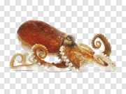 Octopus PNG Image 八达通PNG图片 PNG图片