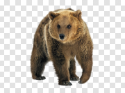 Brown Bear PNG Transparent Image 棕熊PNG透明图像 PNG图片