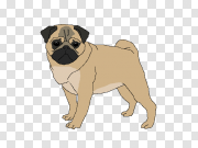 Pug Transparent Images 帕格透明图像 PNG图片